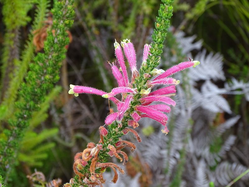 Erica densifolia, photographed by Shaun Swanepoel
