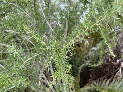 Lycium carolinianum, photographed by Ethan