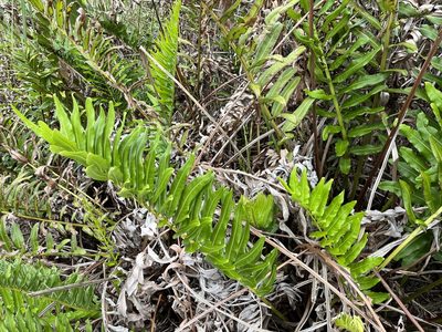 Acrostichum danaeifolium, photographed by Ethan