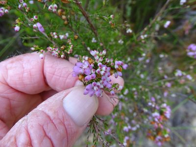 Erica gracilis, photographed by Shaun Swanepoel