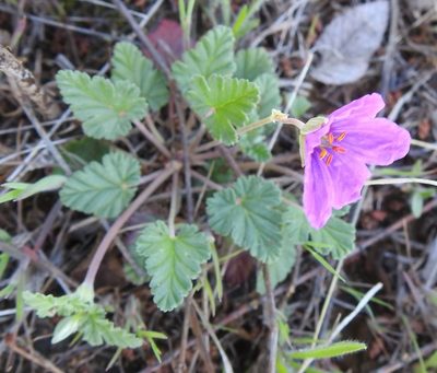 Erodium texanum, photographed by saltyhiker