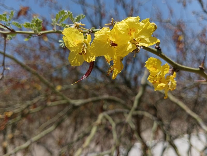 Parkinsonia praecox, photographed by Ulises Emmanuel Martínez Burgos