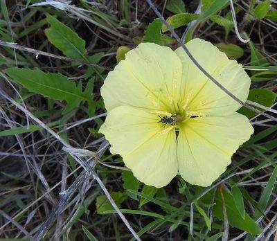 Oenothera triloba, photographed by saltyhiker