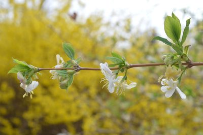 Lonicera fragrantissima, photographed by Dimitǎr Boevski