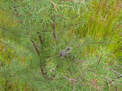 Hakea sericea, photographed by Shaun Swanepoel