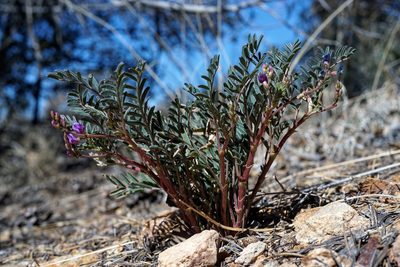 Astragalus allochrous, photographed by Andrew Tree