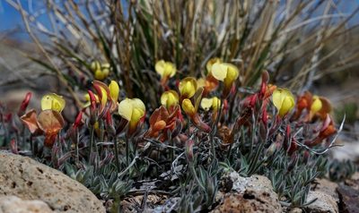 Acmispon neomexicanus, photographed by Andrew Tree