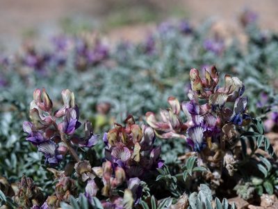 Astragalus humistratus, photographed by Andrew Tree