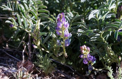 Astragalus allochrous, photographed by Andrew Tree