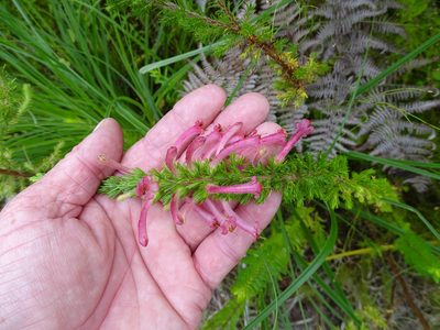 Erica curviflora, photographed by Shaun Swanepoel