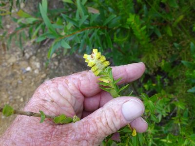 Penaea cneorum, photographed by Shaun Swanepoel