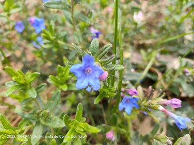 Glandora prostrata, photographed by Jamie Wood