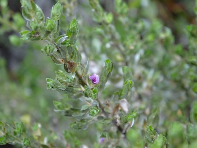 Amphithalea axillaris, photographed by Shaun Swanepoel