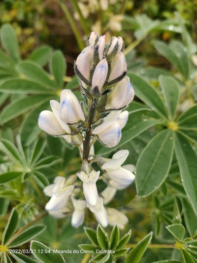 Lupinus albus, photographed by Jamie Wood