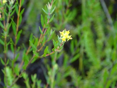 Penaea acutifolia, photographed by Shaun Swanepoel