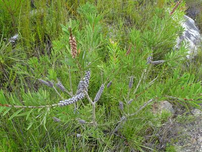Melaleuca pachyphylla, photographed by Shaun Swanepoel