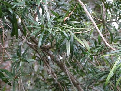 Podocarpus latifolius, photographed by Shaun Swanepoel