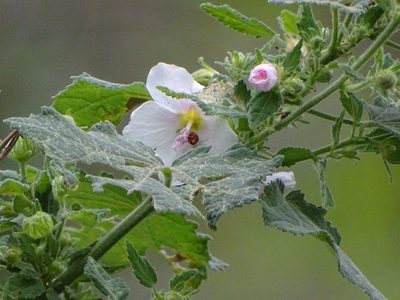 Pavonia columella, photographed by Shaun Swanepoel