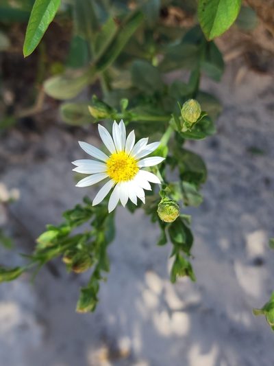 Noticastrum hatschbachii, photographed by Sol Quipildor