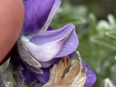 Lupinus chamissonis, photographed by Henrik Kibak