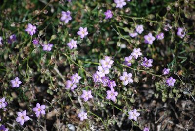 Spergularia fimbriata, photographed by Mirela