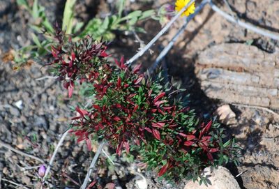 Zygophyllum creticum, photographed by Mirela