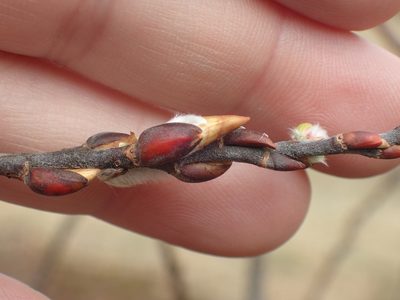 Salix eriocephala, photographed by John Baur