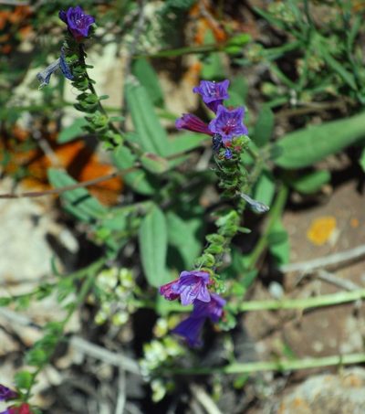 Echium bonnetii, photographed by Mirela