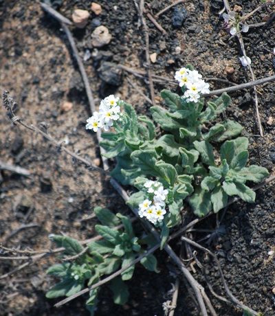 Heliotropium bacciferum, photographed by Mirela