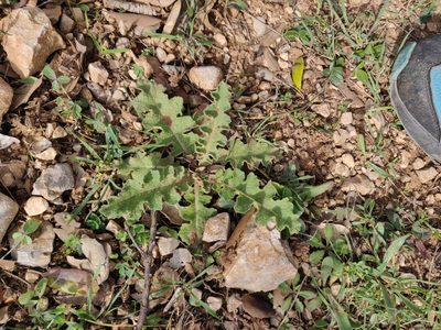 Verbascum sinuatum, photographed by Davide Puddu