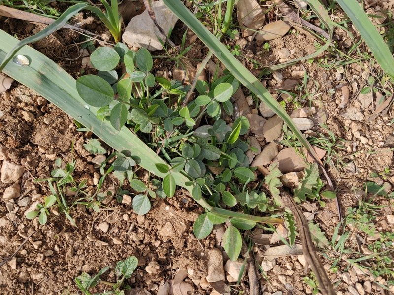 Bituminaria morisiana, photographed by Davide Puddu