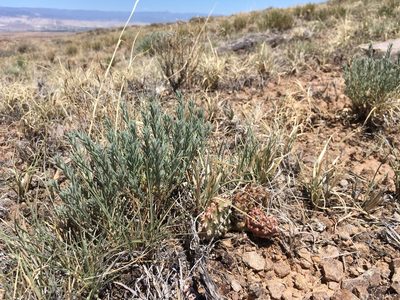 Neokochia americana, photographed by Cecelia Alexander