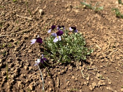 Viola beckwithii, photographed by Justin Felder