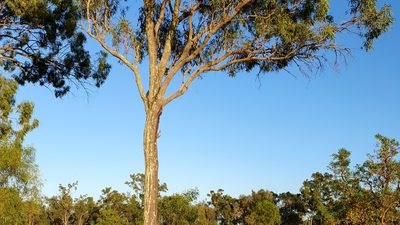Eucalyptus crebra, photographed by Bethlea Bell