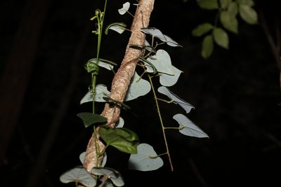 Echinostephia aculeata, photographed by Greg Tasney