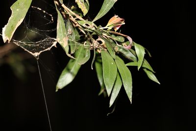 Melaleuca lophantha, photographed by Greg Tasney