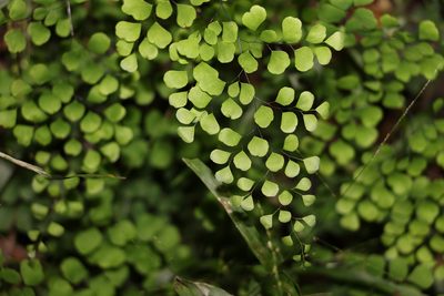 Adiantum aethiopicum, photographed by Greg Tasney