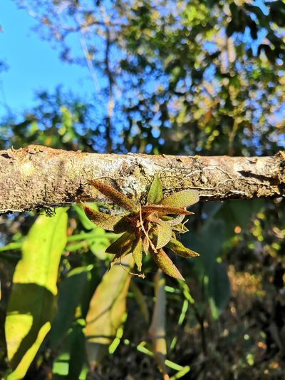 Macroclinium lexarzanum, photographed by Vallarta Botanical Garden