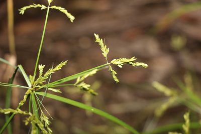 Cyperus iria, photographed by Greg Tasney