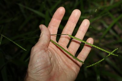 Urochloa eminii, photographed by Greg Tasney