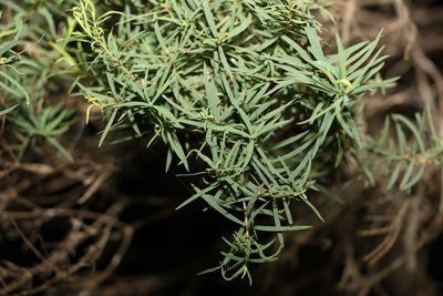 Melaleuca linariifolia, photographed by Greg Tasney