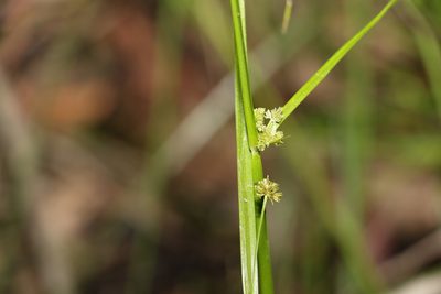 Cyperus difformis, photographed by Greg Tasney