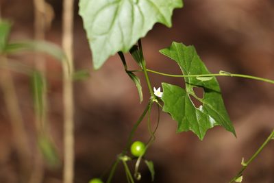 Zehneria cunninghamii, photographed by Greg Tasney