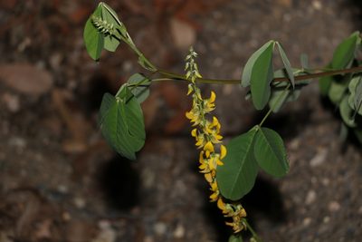 Crotalaria pallida, photographed by Greg Tasney