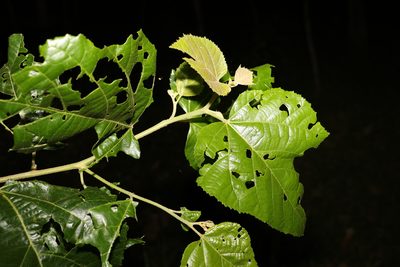 Commersonia bartramia, photographed by Greg Tasney