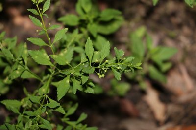 Scoparia dulcis, photographed by Greg Tasney