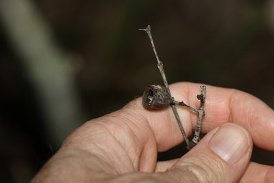 Angophora leiocarpa, photographed by Greg Tasney