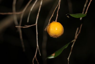 Petalostigma pubescens, photographed by Greg Tasney