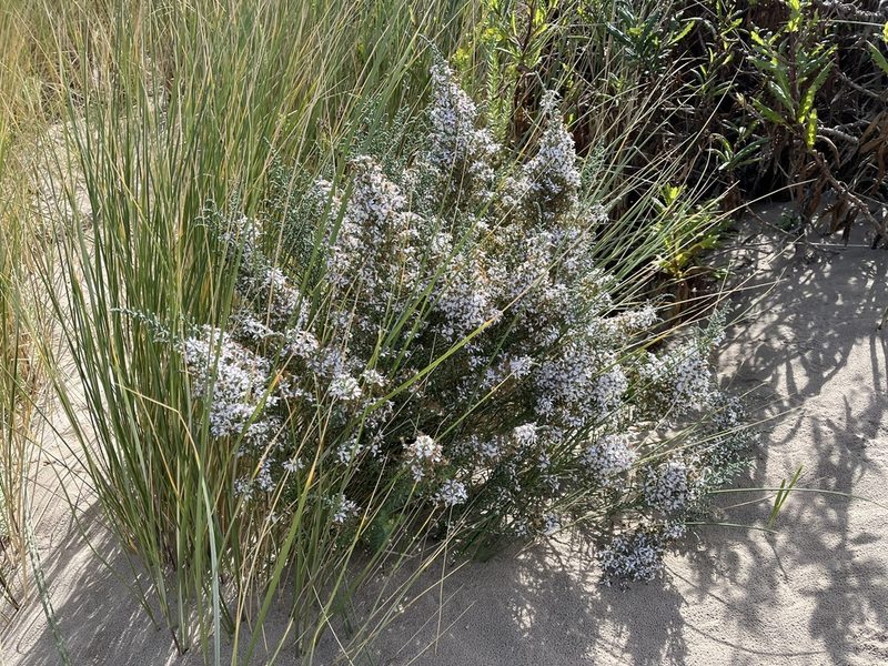 Olearia lepidophylla, photographed by Miguel de Salas