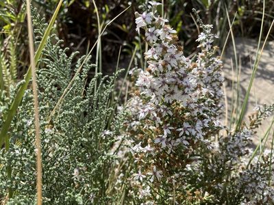 Olearia lepidophylla, photographed by Miguel de Salas